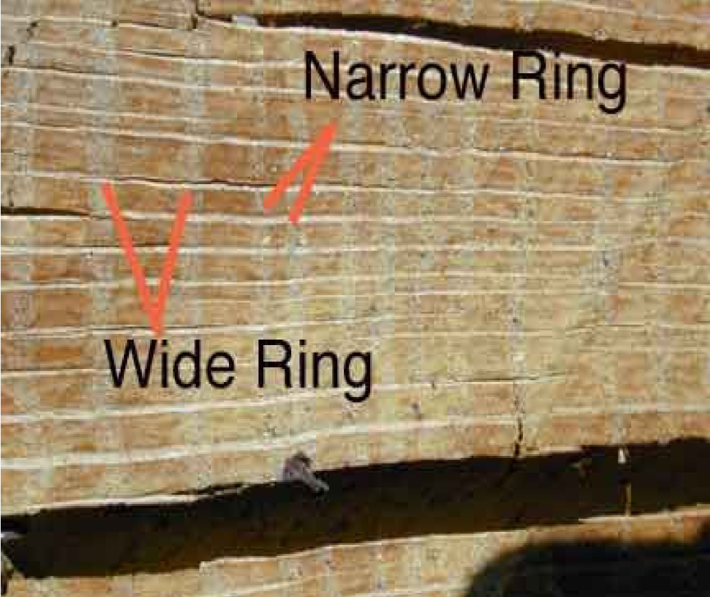WHAT IS DENDROCHRONOLOGY (Tree Ring Dating) and Applications of  Dendrochronology - YouTube
